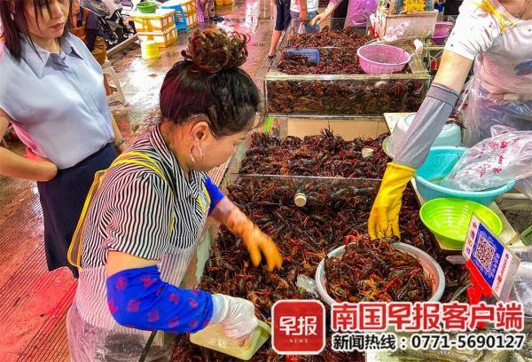 夏日消暑产品价格_南宁西瓜价格走势_2025年黑美人西瓜行情