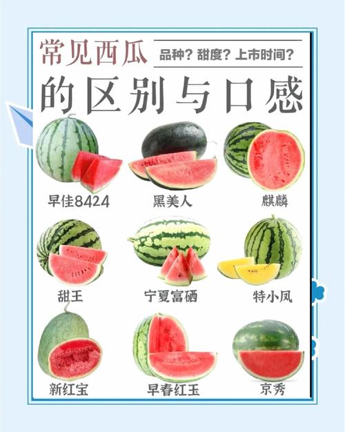 西瓜品种挑选_黑美人西瓜特点_2025年黑美人西瓜行情