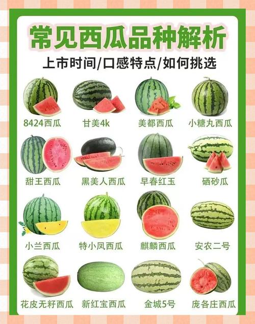 2025年黑美人西瓜行情_黑美人西瓜特点_西瓜品种挑选
