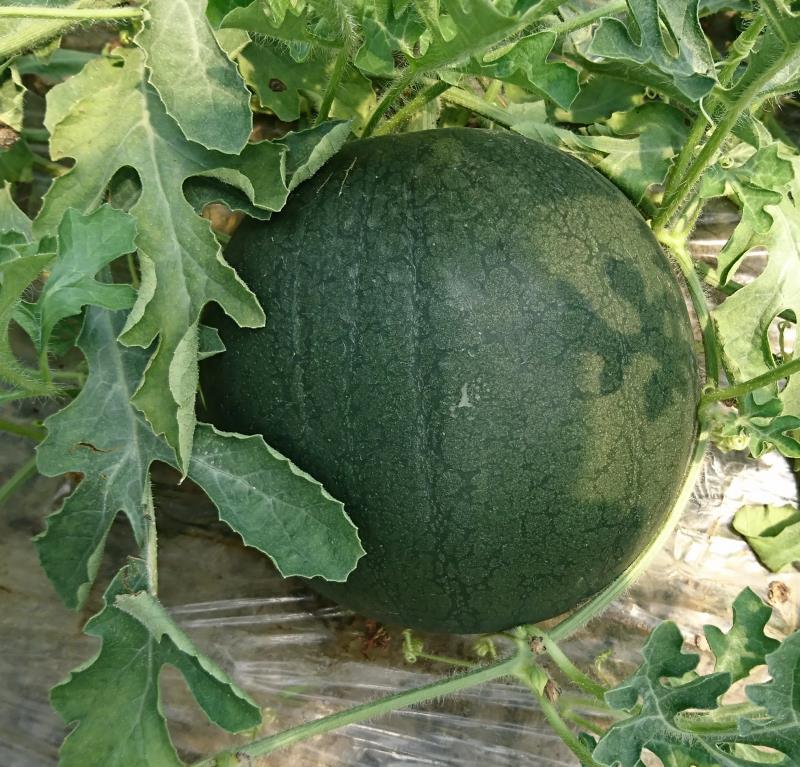 黑晶西瓜种植面积_2025年黑美人西瓜行情_黑晶西瓜种植技术