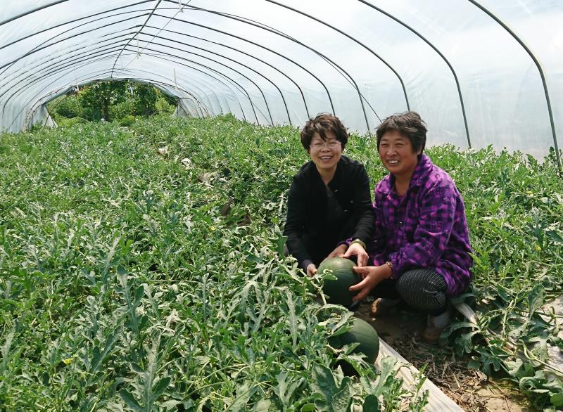 黑晶西瓜种植面积_2025年黑美人西瓜行情_黑晶西瓜种植技术