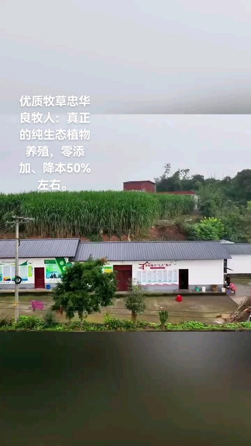 奶山羊饲养与羊奶加工_优质牧草种植经济效益_种牧草的行情及效益