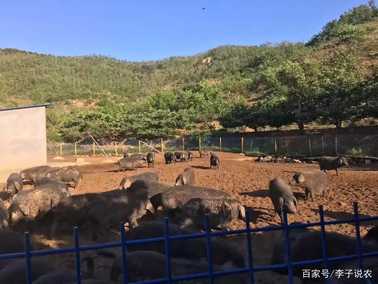  生猪价格走势 2021年预测 _猪价持续下跌 2021年养猪行情分析 _今年养猪行情如何