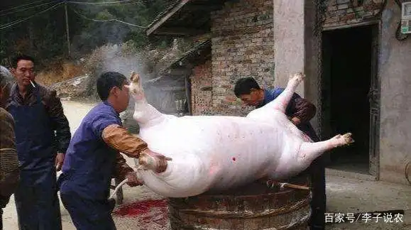 猪价持续下跌 2021年养猪行情分析 _今年养猪行情如何_ 生猪价格走势 2021年预测 