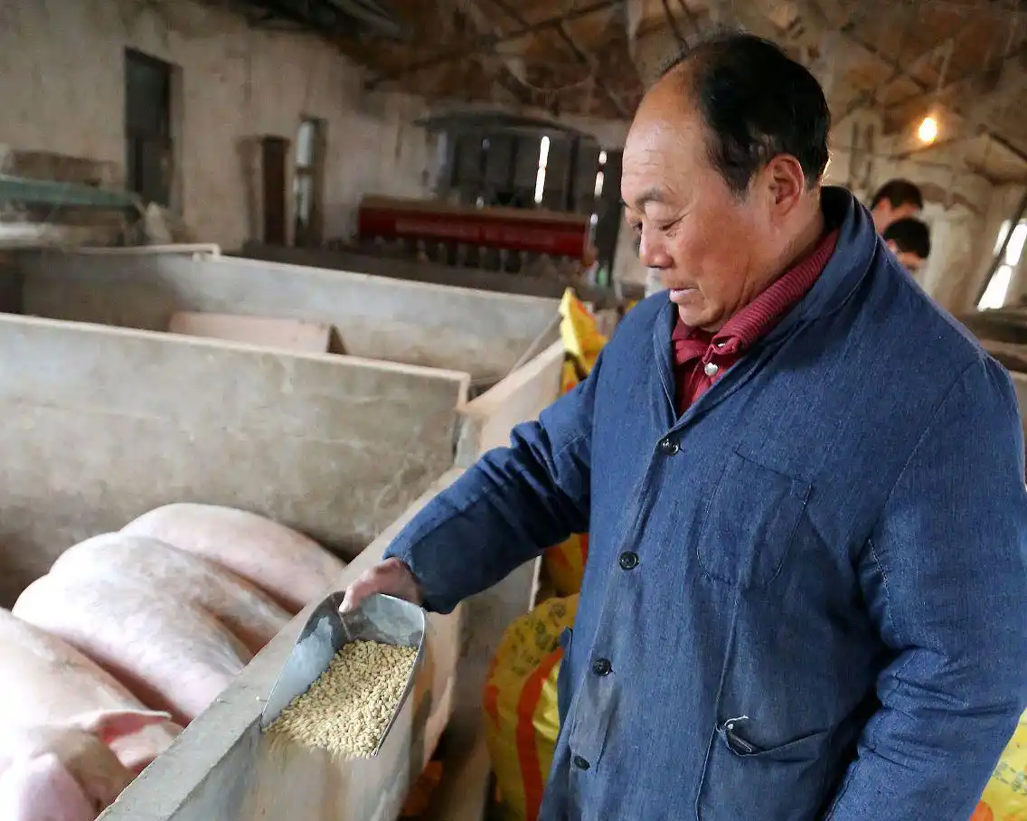 生猪养殖户应对策略_今年养猪行情如何_2022下半年生猪市场走势
