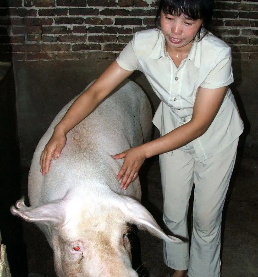 生猪养殖户应对策略_今年养猪行情如何_2022下半年生猪市场走势