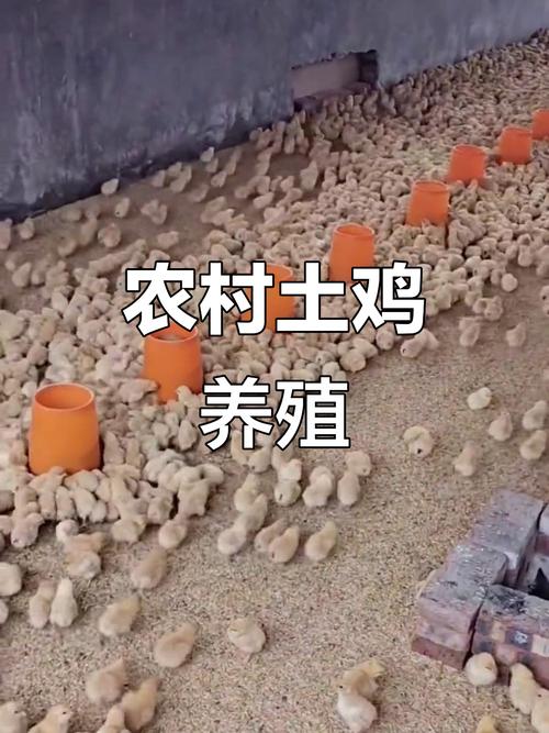 打工仔变身养鸡状元！巴超养殖土鸡闯出致富路，未来还有啥计划？