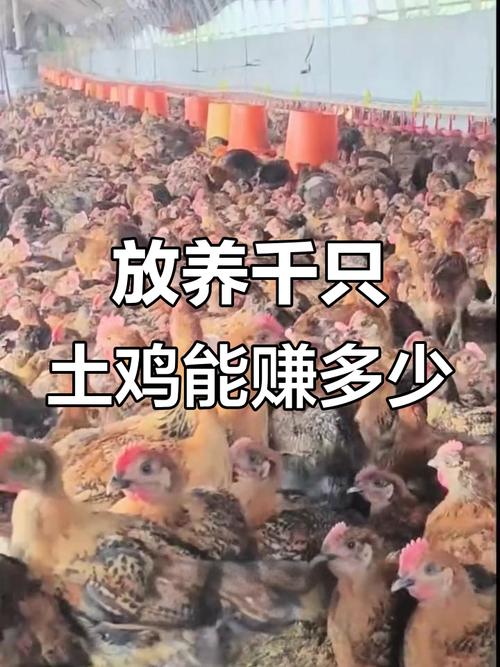 生态枸杞地养鸡_新疆土鸡养殖_2025年养鸡下半年行情