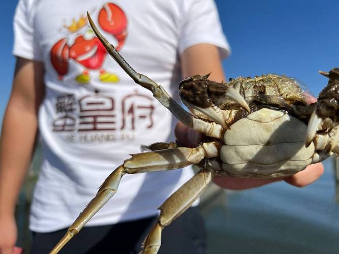 2025苏州阳澄湖大闸蟹开捕,品蟹季将至,这些问题你知道吗?