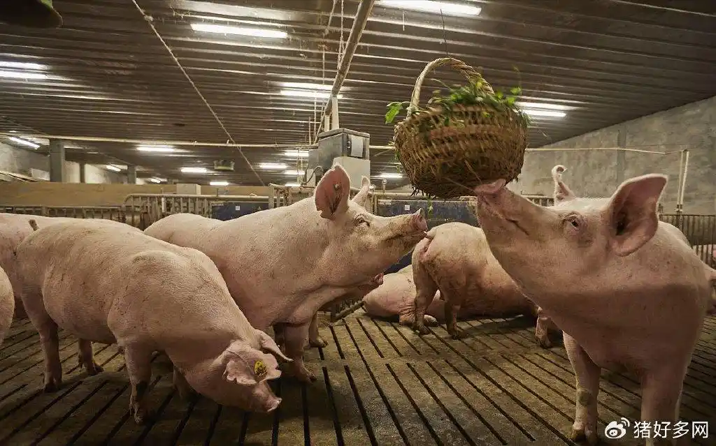 中国生猪养殖规模化率突破70%_头部猪企扩张极限分析_养猪业的发展趋势