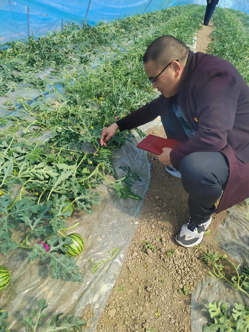 马老师，救救我的瓜！：西瓜专家马建祥扎根乡村，手把手教农民种植技术