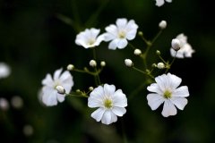 中船科技几个涨停板_4000年股票资金监测