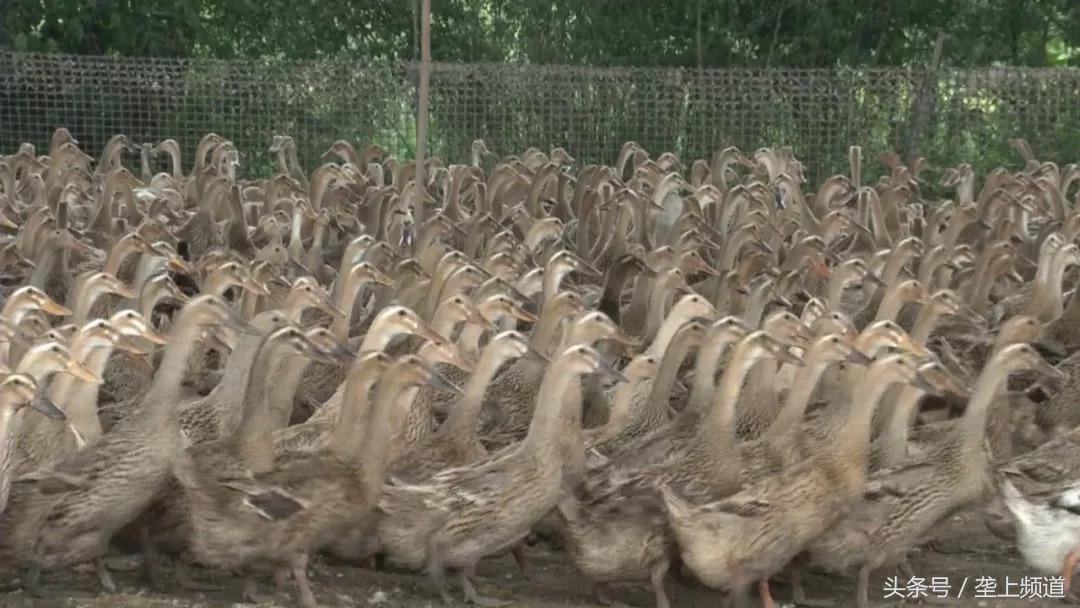 鸭蛋价格上涨原因分析_养鸭鸭蛋价格行情_全国鸭蛋行情交易群