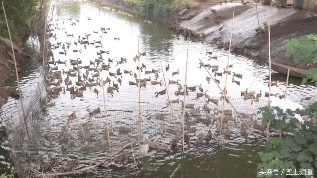 鸭蛋价格上涨原因分析_养鸭鸭蛋价格行情_全国鸭蛋行情交易群