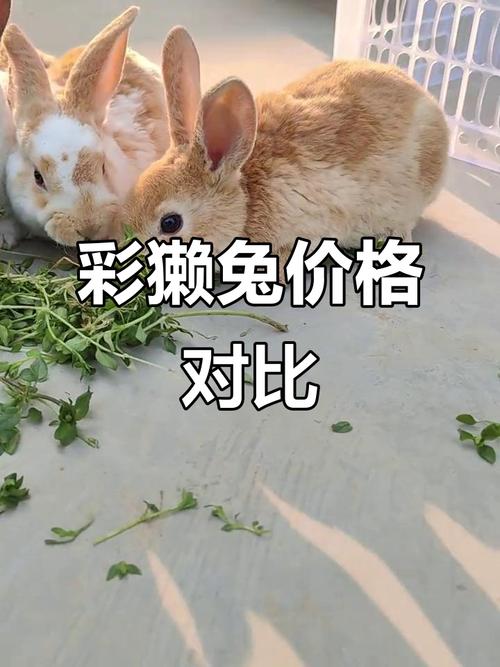 2026獭兔养殖行情_獭兔兔肉价格分析_2023年6月肉兔价格走势
