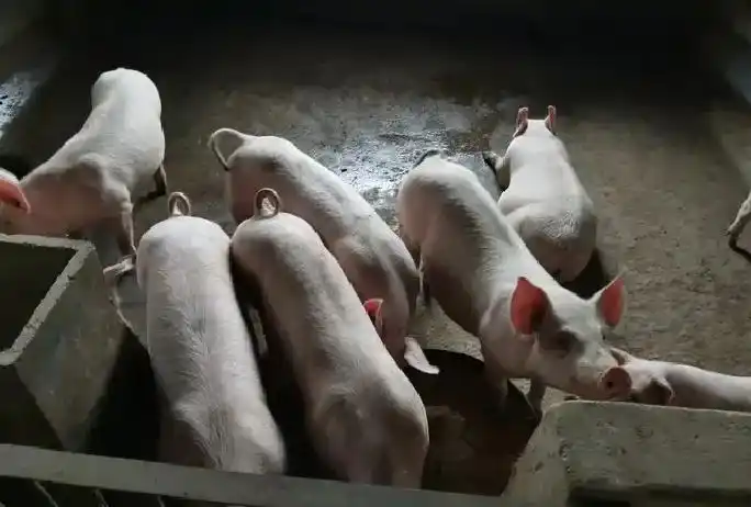 猪价前低后高趋势分析_2026年生猪价格预测_2026獭兔养殖行情