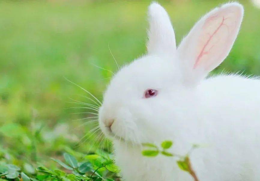 2023年9月獭兔等价格有升有降，2026獭兔养殖行情咋走？