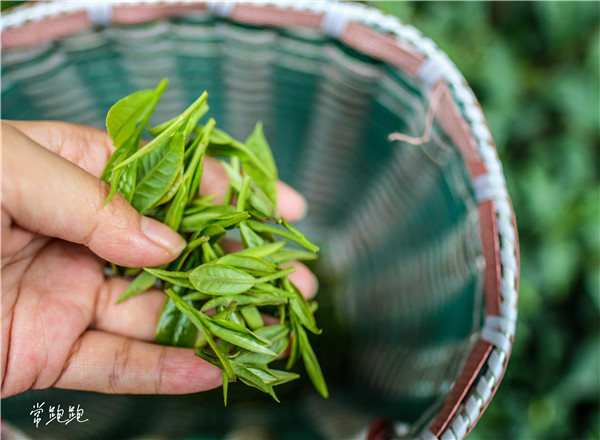 春茶为何备受青睐？是口感还是心境？快来一探究竟