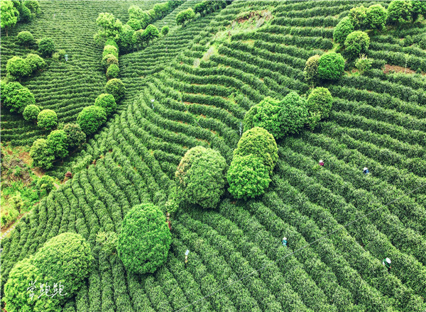 春茶采摘_江南茶区_春茶形势