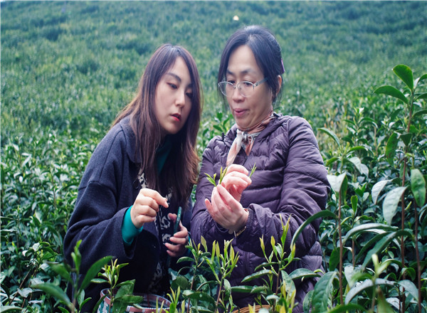 江南茶区_春茶采摘_春茶形势