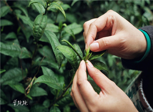 春茶采摘_春茶形势_江南茶区