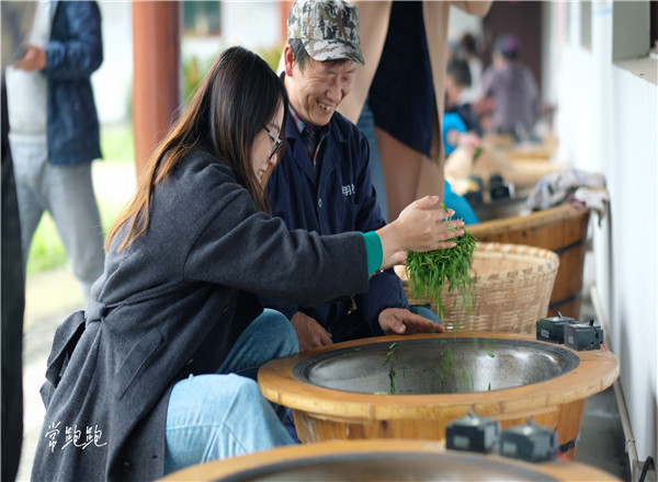 春茶形势_江南茶区_春茶采摘