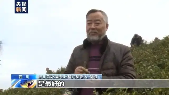 南方多地春茶采摘忙，今年春茶形势一片好