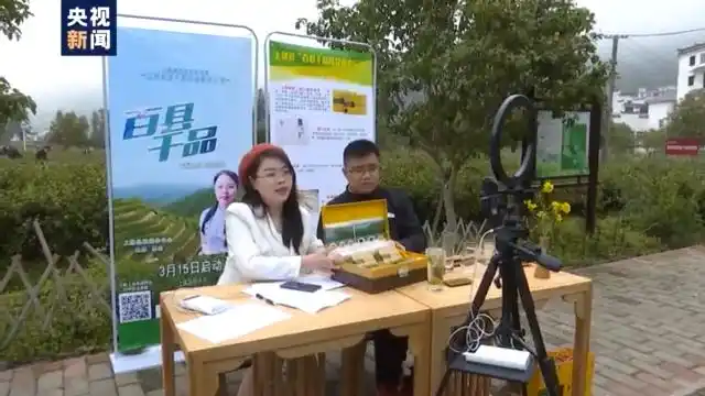 春茶形势_春季茶叶采摘_四川邻水春茶采摘