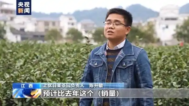 春茶形势_四川邻水春茶采摘_春季茶叶采摘