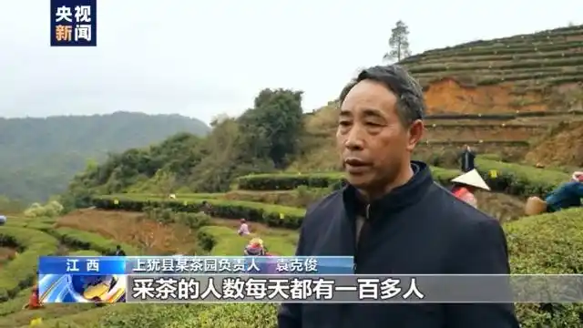 春季茶叶采摘_春茶形势_四川邻水春茶采摘