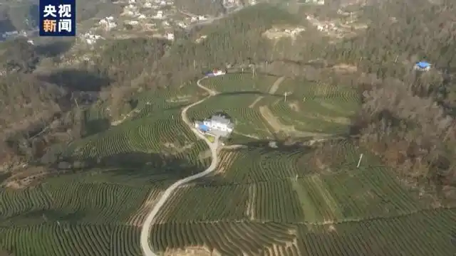 四川邻水春茶采摘_春季茶叶采摘_春茶形势