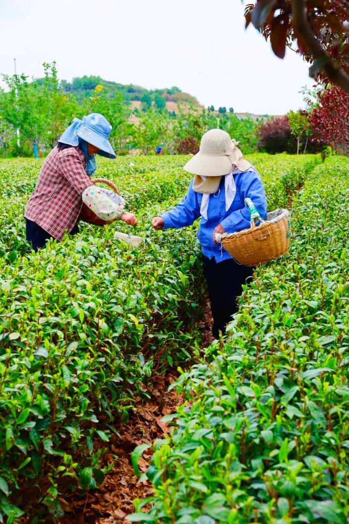 春季茶叶采摘_四川邻水春茶采摘_春茶形势