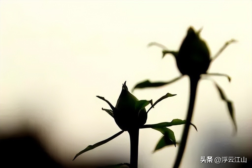 配资炒股门户_炒股者孤独修行_高手心态高低起伏