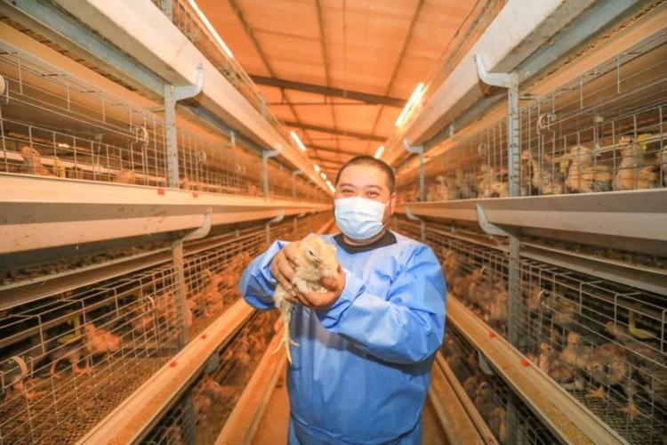 肉鸡行情2026_2025年中国肉鸡产业发展特点_肉鸡产能过剩问题分析