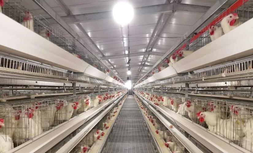 肉鸡行情2026_肉鸡产能过剩问题分析_2025年中国肉鸡产业发展特点